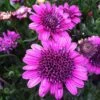 3D Purple Osteospermum Plant
