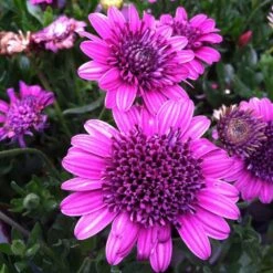 3D Purple Osteospermum Plant