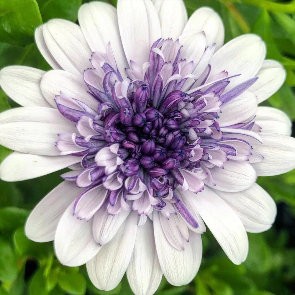 4D™ Silver Osteospermum Plant