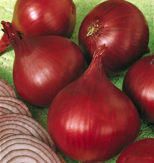 Red Wing Onion