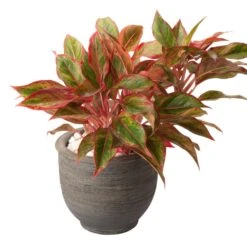 Aglaonema Firecracker