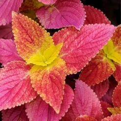 Alabama Sunset Coleus Plant