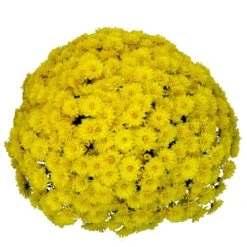 Belgian Mum® Allegra Yellow Plant
