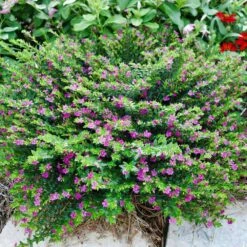 Allyson Lavender Cuphea Plant