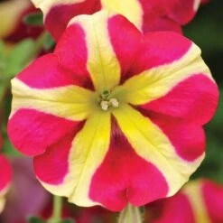 Amore™ Queen Of Hearts Petunia Plant