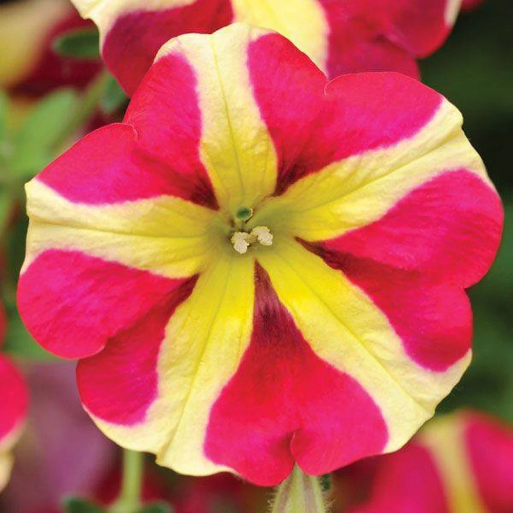 Amore™ Queen Of Hearts Petunia Plant