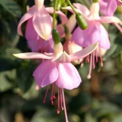 Angel Earrings® Mauve Fuchsia Plant