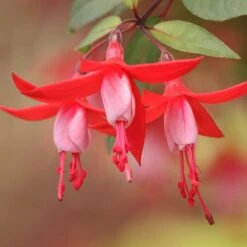 Angel Earrings® Snowfire Fuchsia Plant