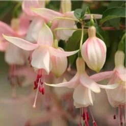 Angel Earrings® White Fuchsia Plant