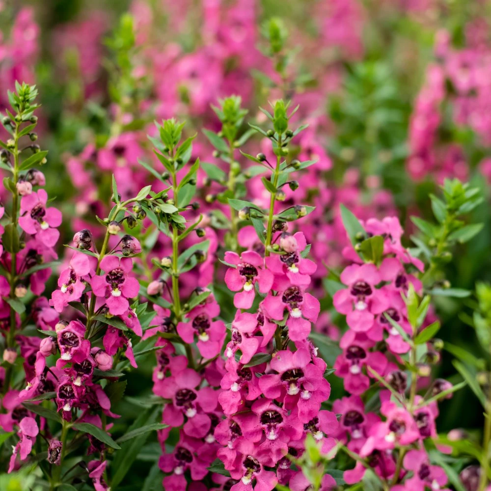 Serenita® Rose Angelonia