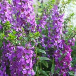 Serenita® Purple Angelonia