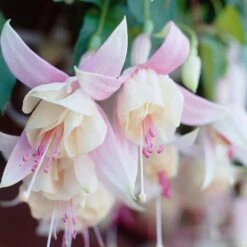 Annabelle White Fuchsia Plant