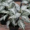 Aphelandra Snow White