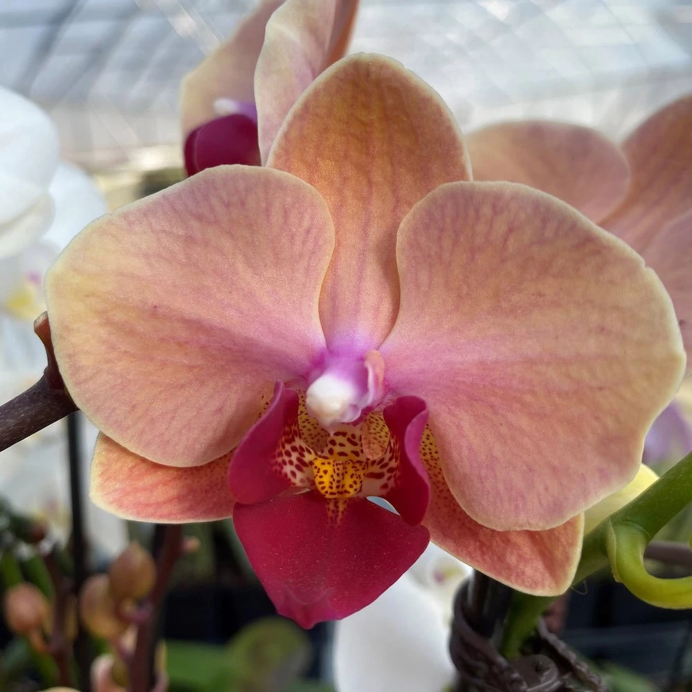 Apricot Phalaenopsis Orchid
