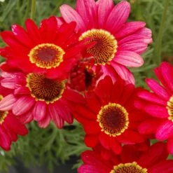 Grandaisy® Red Improved Argyranthemum