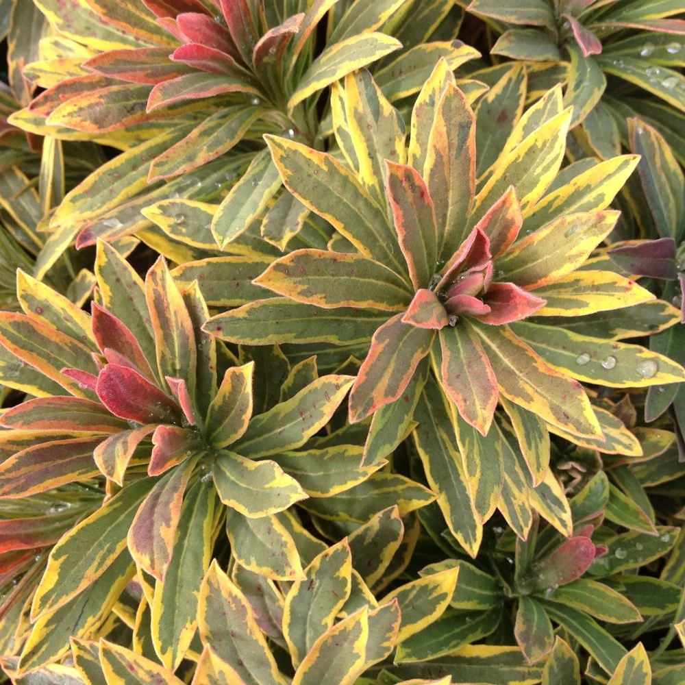 Ascot Rainbow Euphorbia (Spurge)