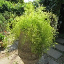 Sprengeri Asparagus Fern Plant