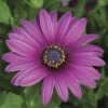 Asti™ Purple Osteospermum Plant
