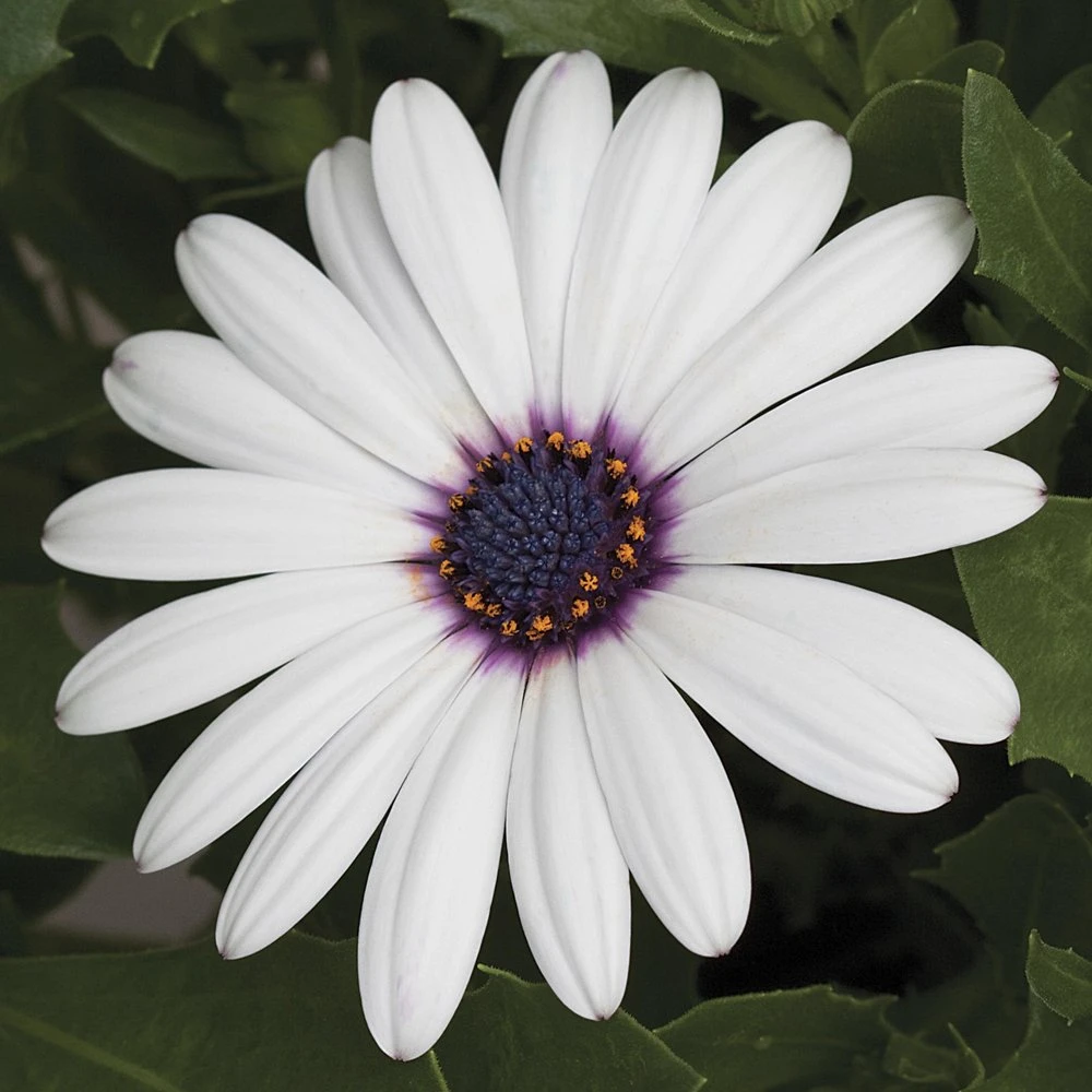 Asti™ White Osteospermum Plant