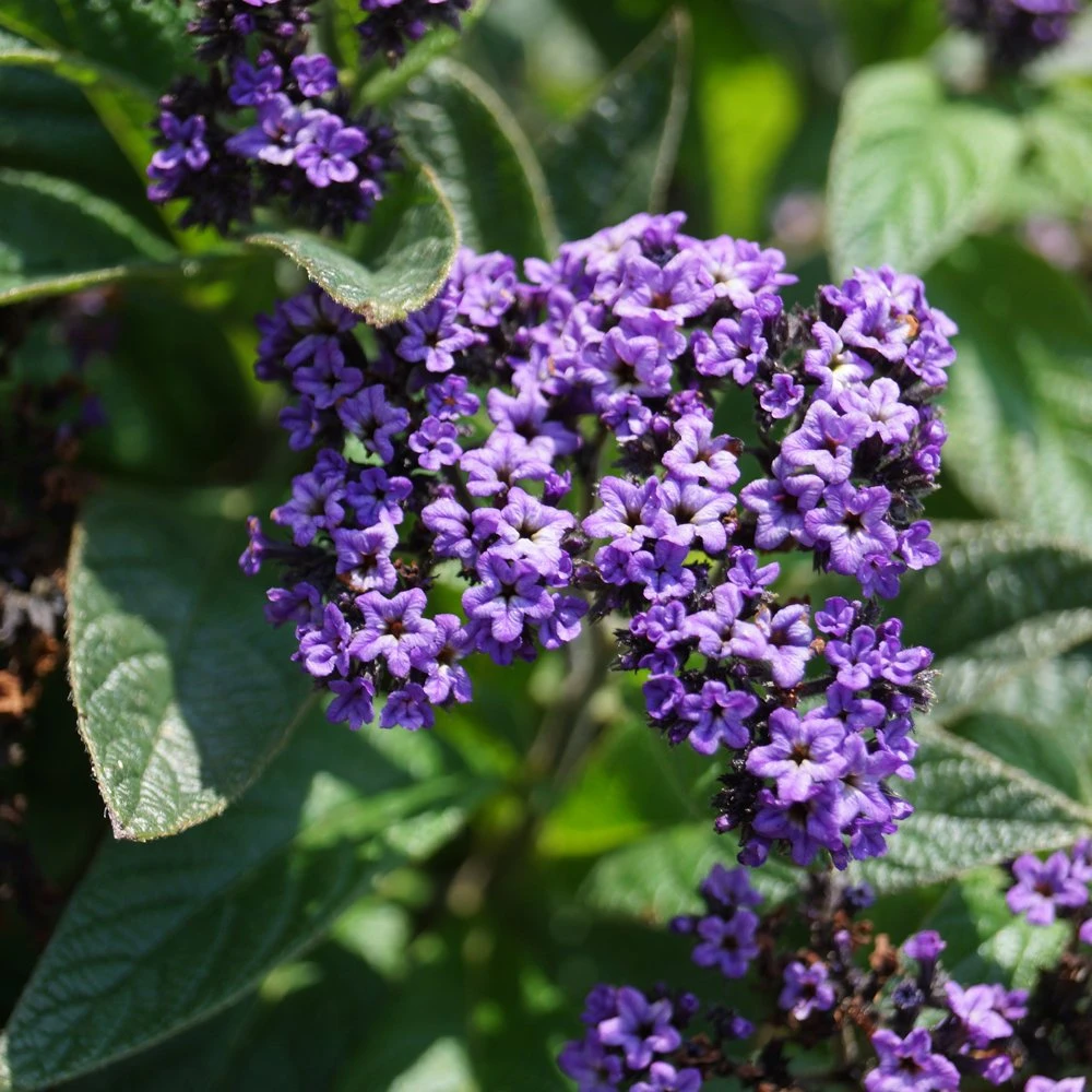 Atlanta Heliotrope Plant