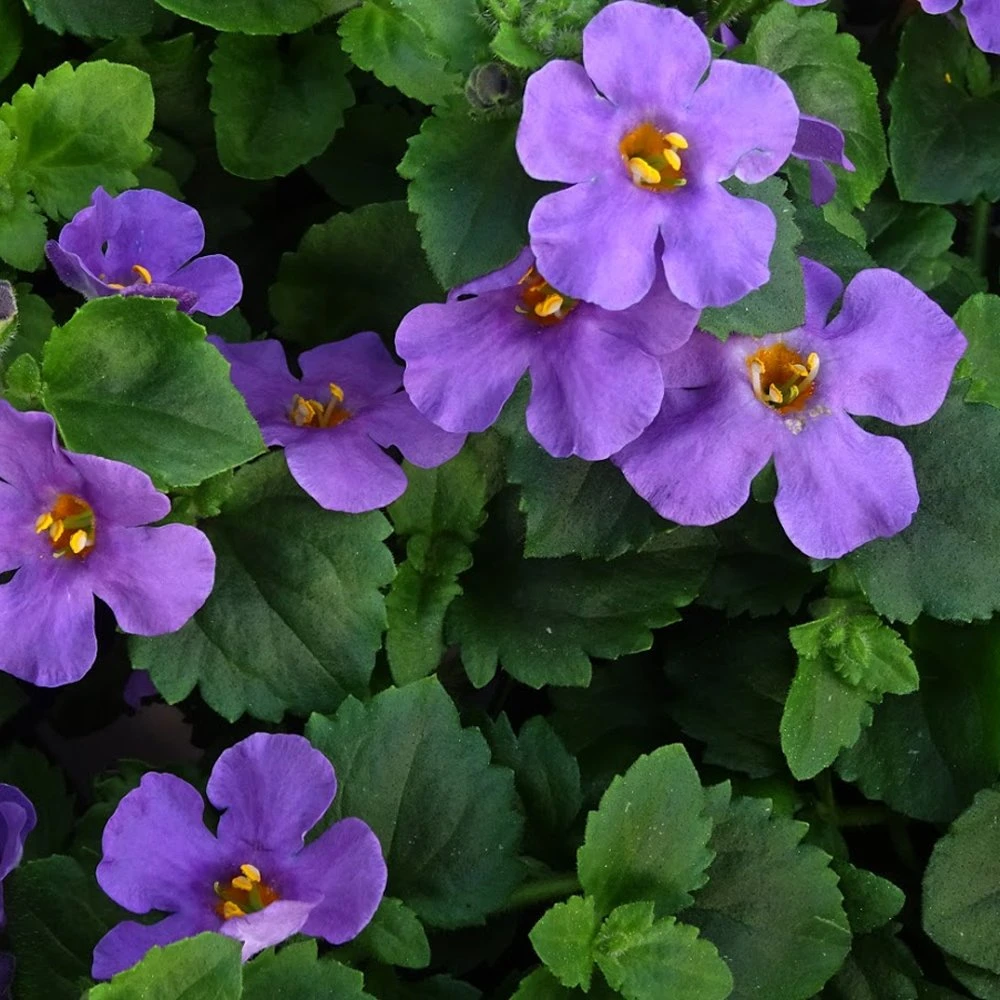Scopia® Gulliver Blue Bacopa Plant