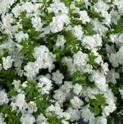 Scopia® Double Snowball Bacopa Plant