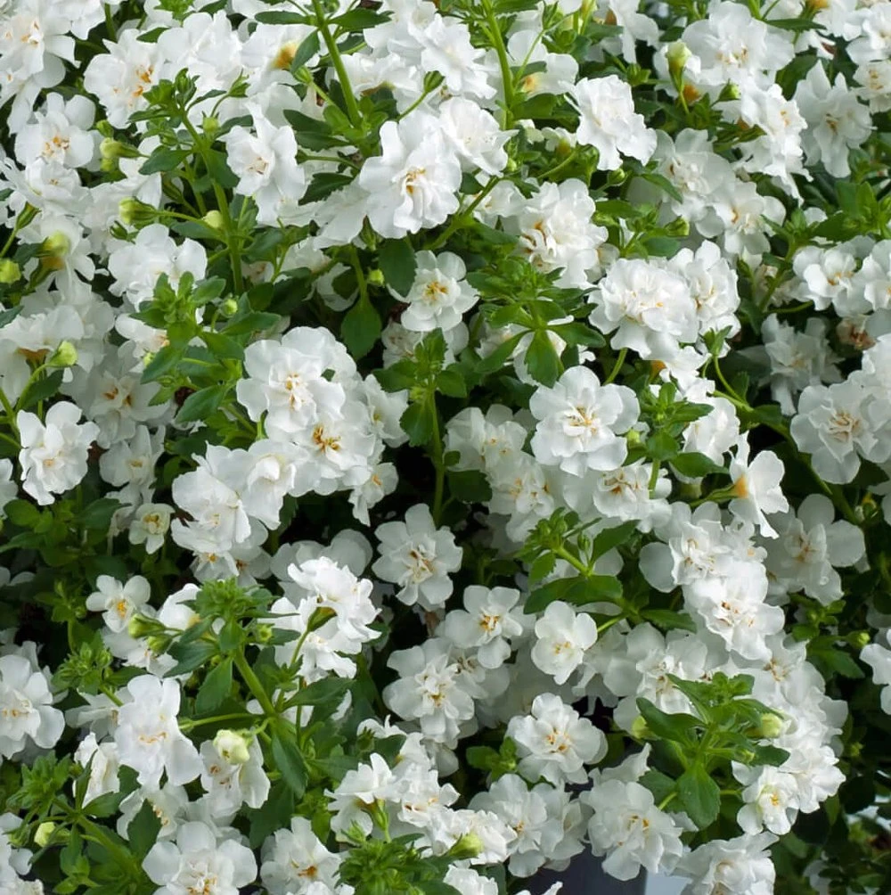 Scopia® Double Snowball Bacopa Plant