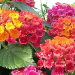 Bandana® Cherry Sunrise Lantana Plant