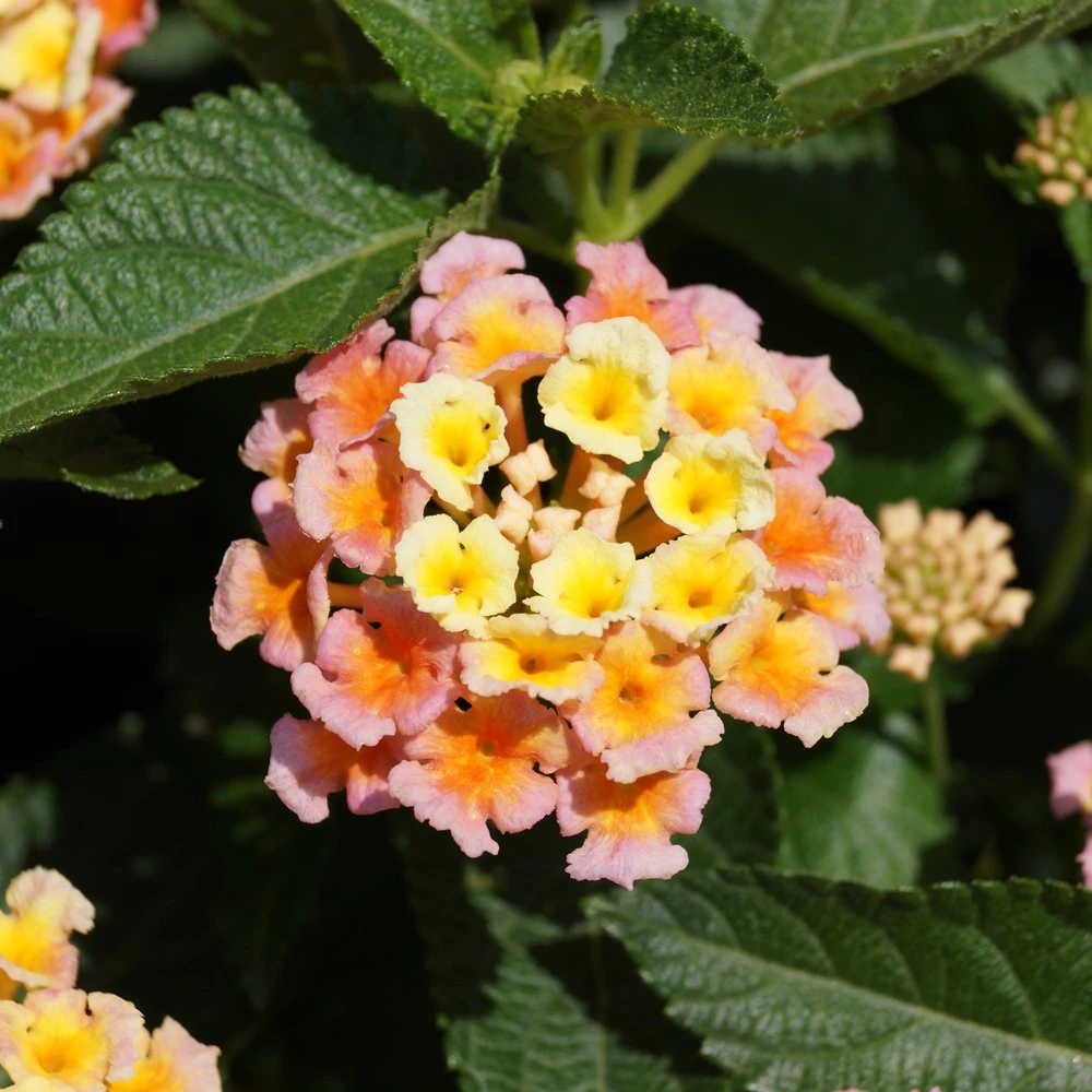 Bandana® Peach Lantana Plant
