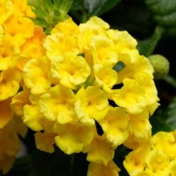 Bandana® Yellow Lantana Plant