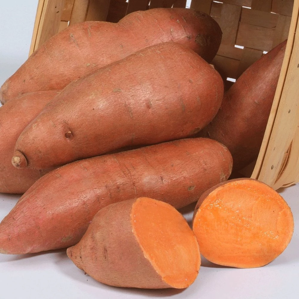 Beauregard Sweet Potato