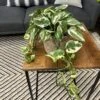 Beautifall® N'Joy Pothos