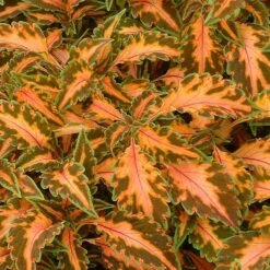 Beauty Of Lyon Coleus Plant