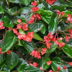 Dragon® Wing Red Angel Wing Begonia Plant