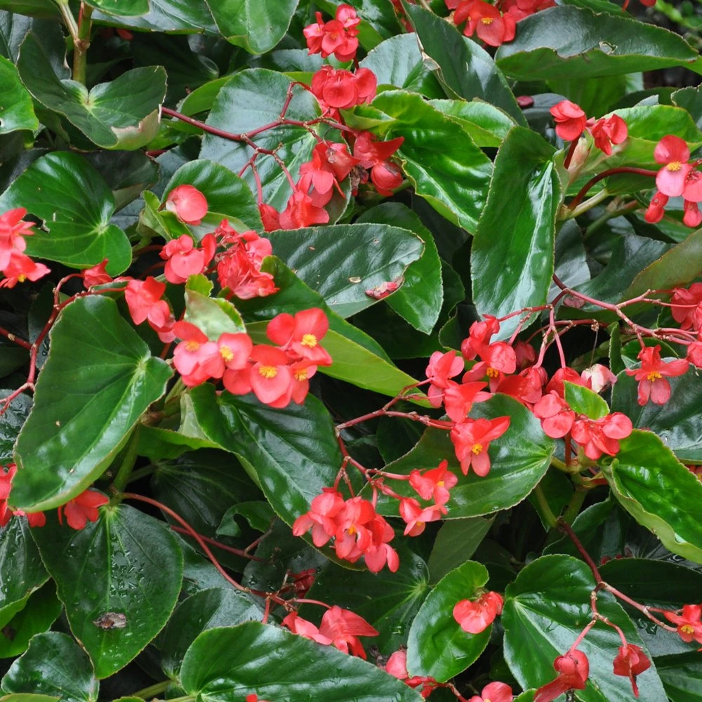 Dragon® Wing Red Angel Wing Begonia Plant