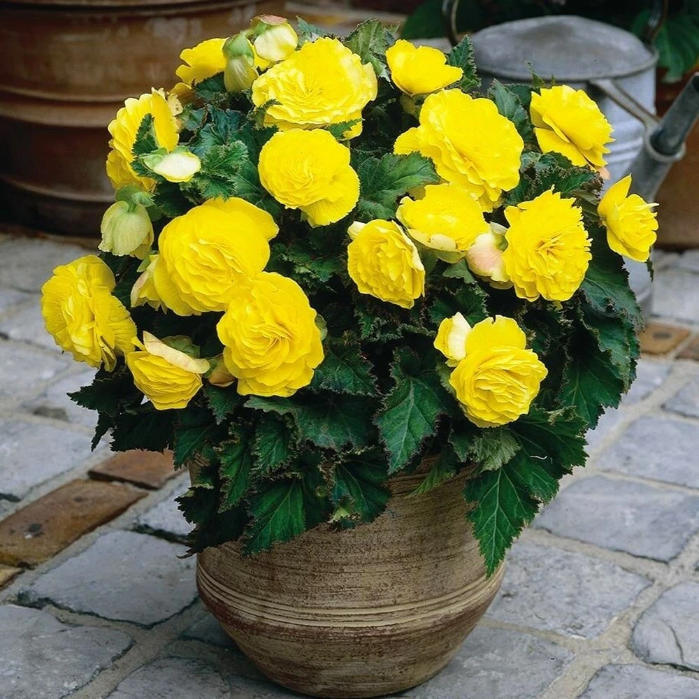 Nonstop® Yellow Tuberous Begonia Plant