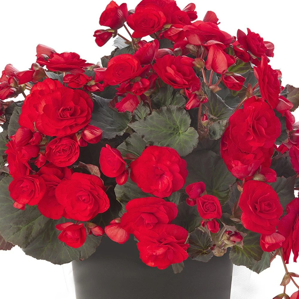 Solenia® Red Improved Begonia Plant