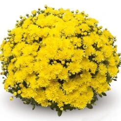 Belgian Mum® Amiko Yellow Plant