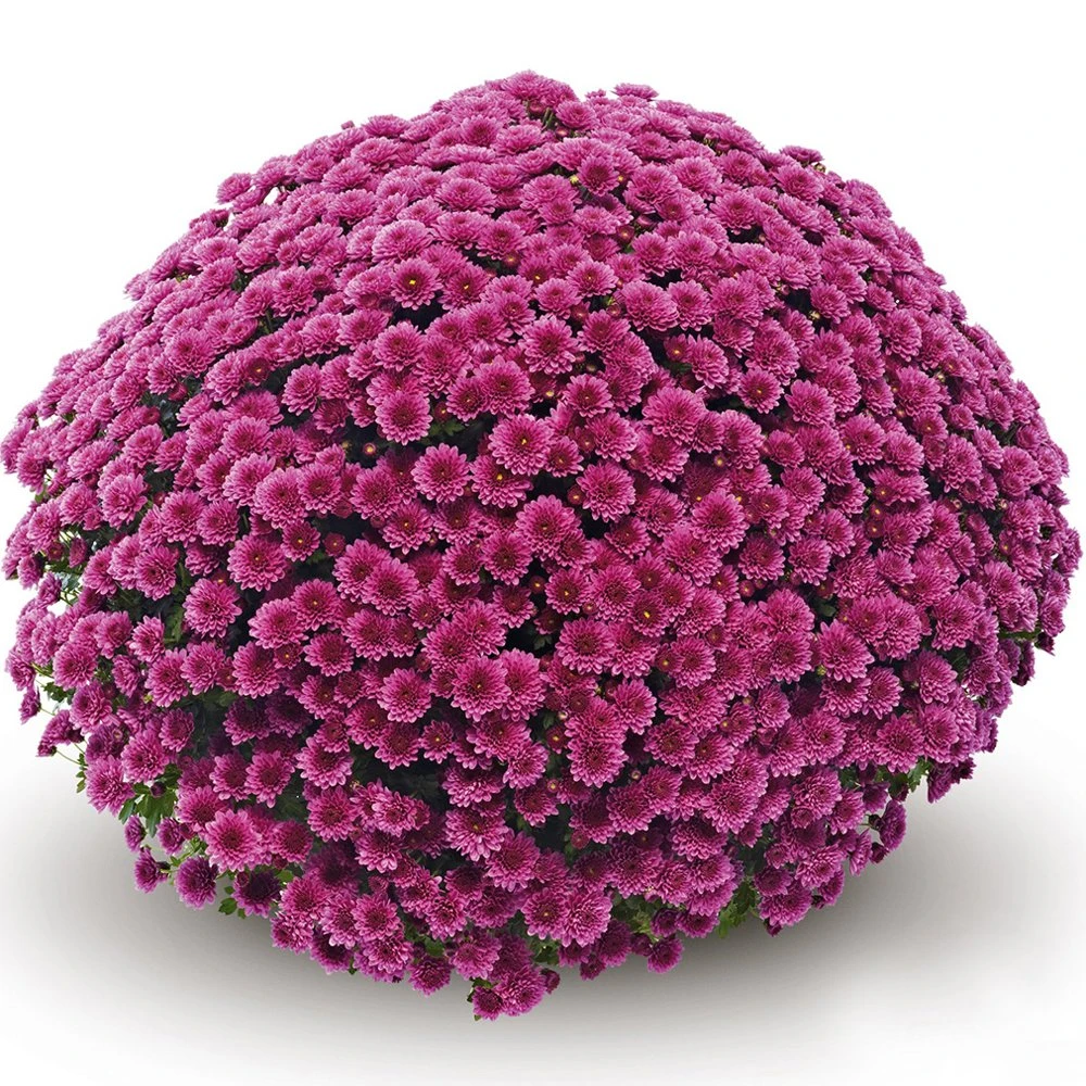 Belgian Mum® Jasoda Purple Plant