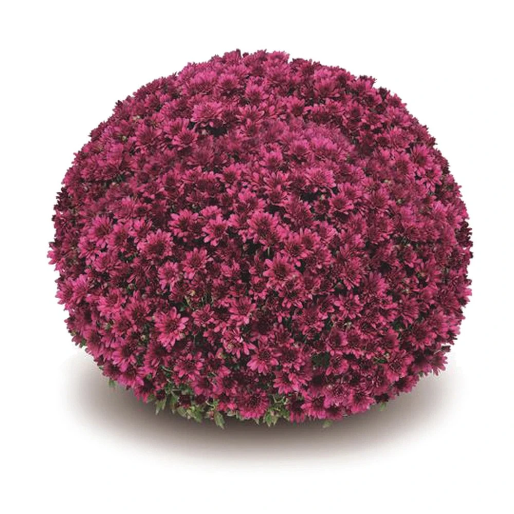 Belgian Mum® Arluno Purple Plant
