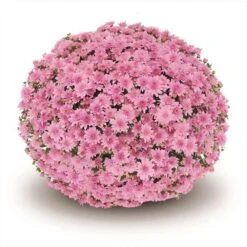 Belgian Mum® Fonti Pink Plant