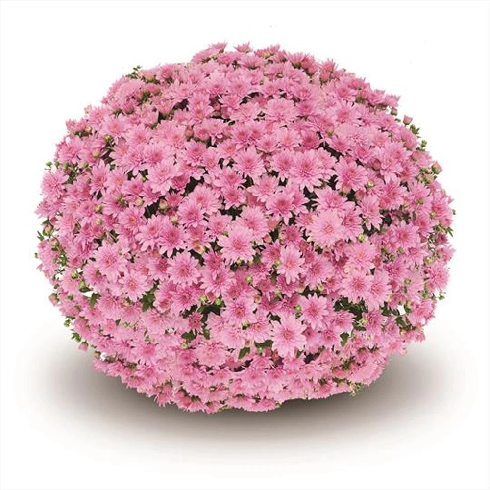 Belgian Mum® Fonti Pink Plant