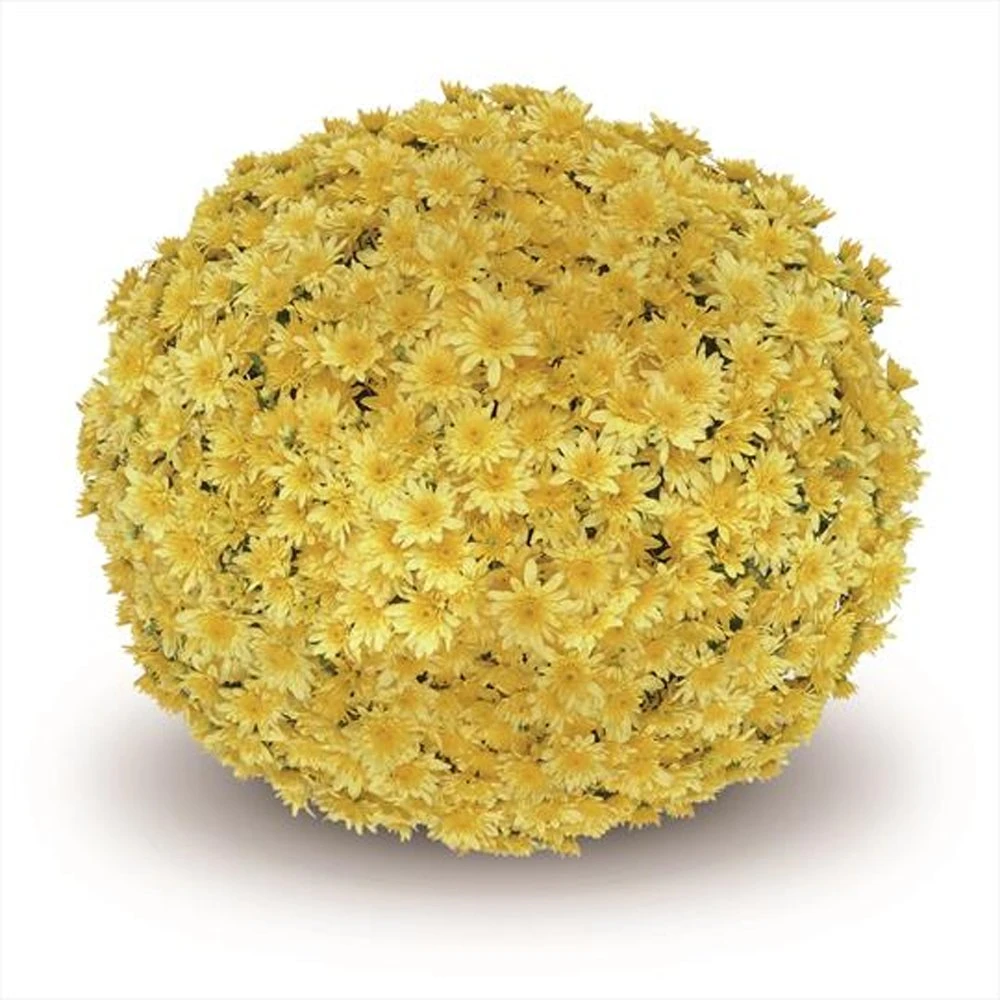 Belgian Mum® Fonti Yellow Plant