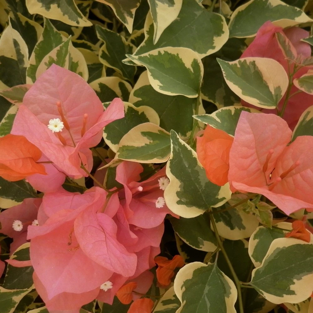 Bengal Orange Bougainvillea Plant