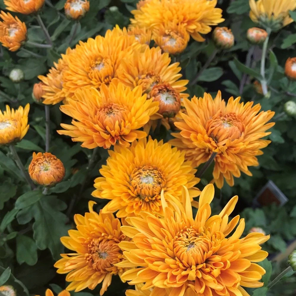 Best Regards Perennial Mum Plant