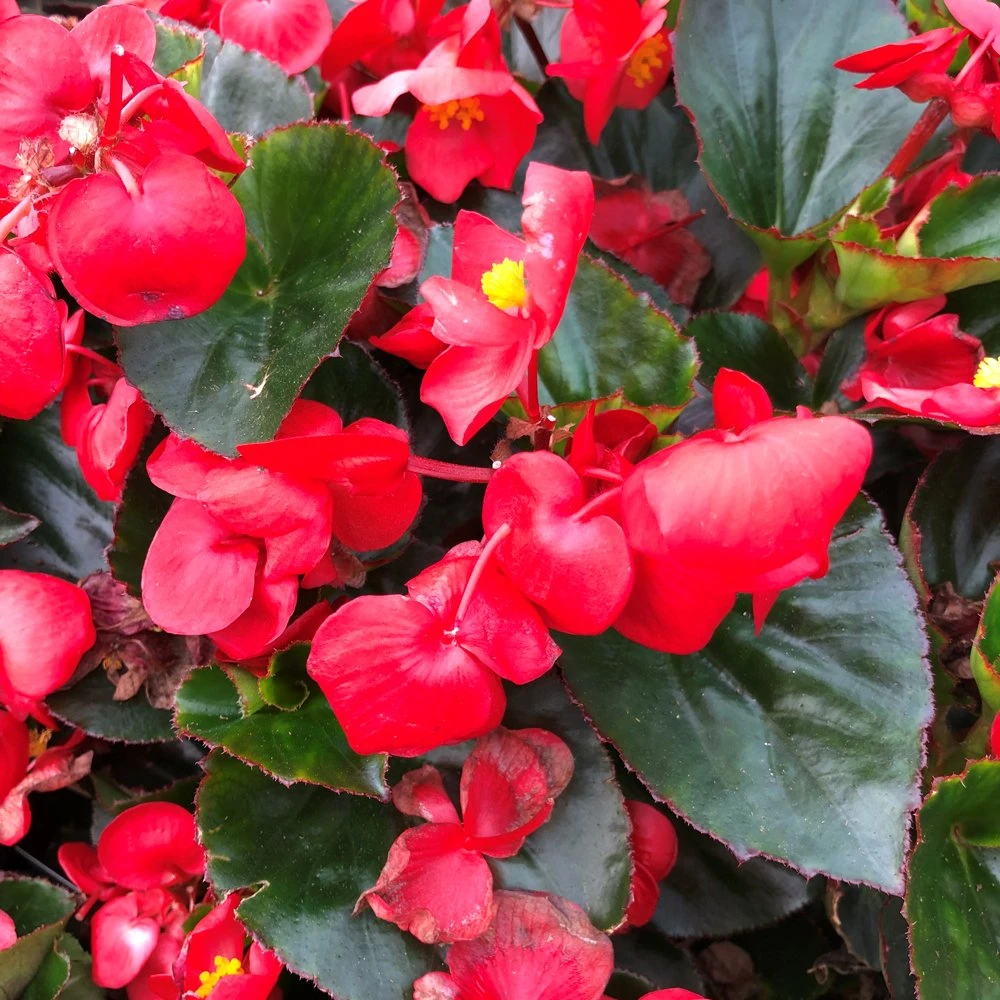 Big™ Red With Green Leaf Wax Begonia Plant