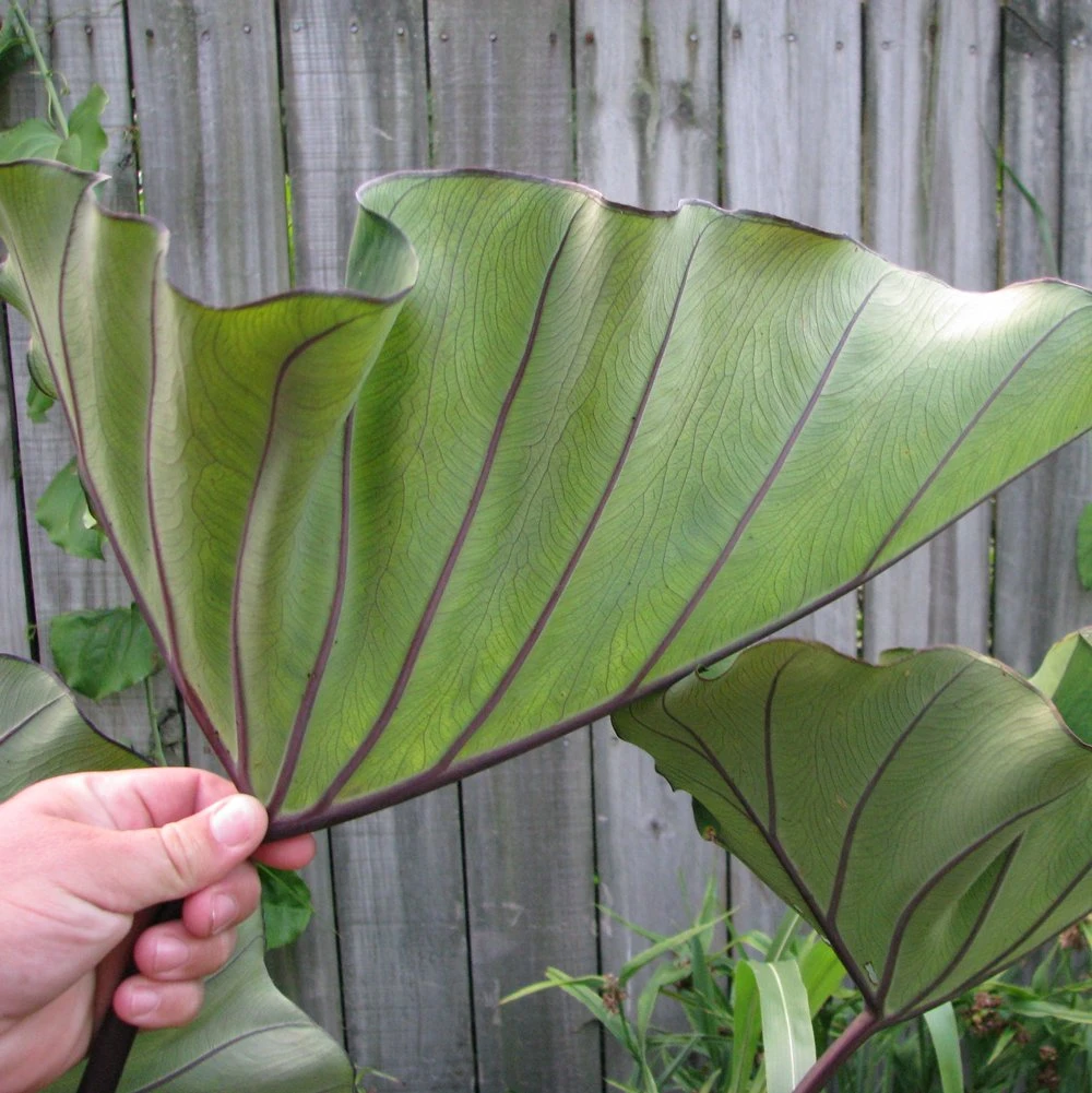 Bikini-tini Colocasia - Elephant Ear