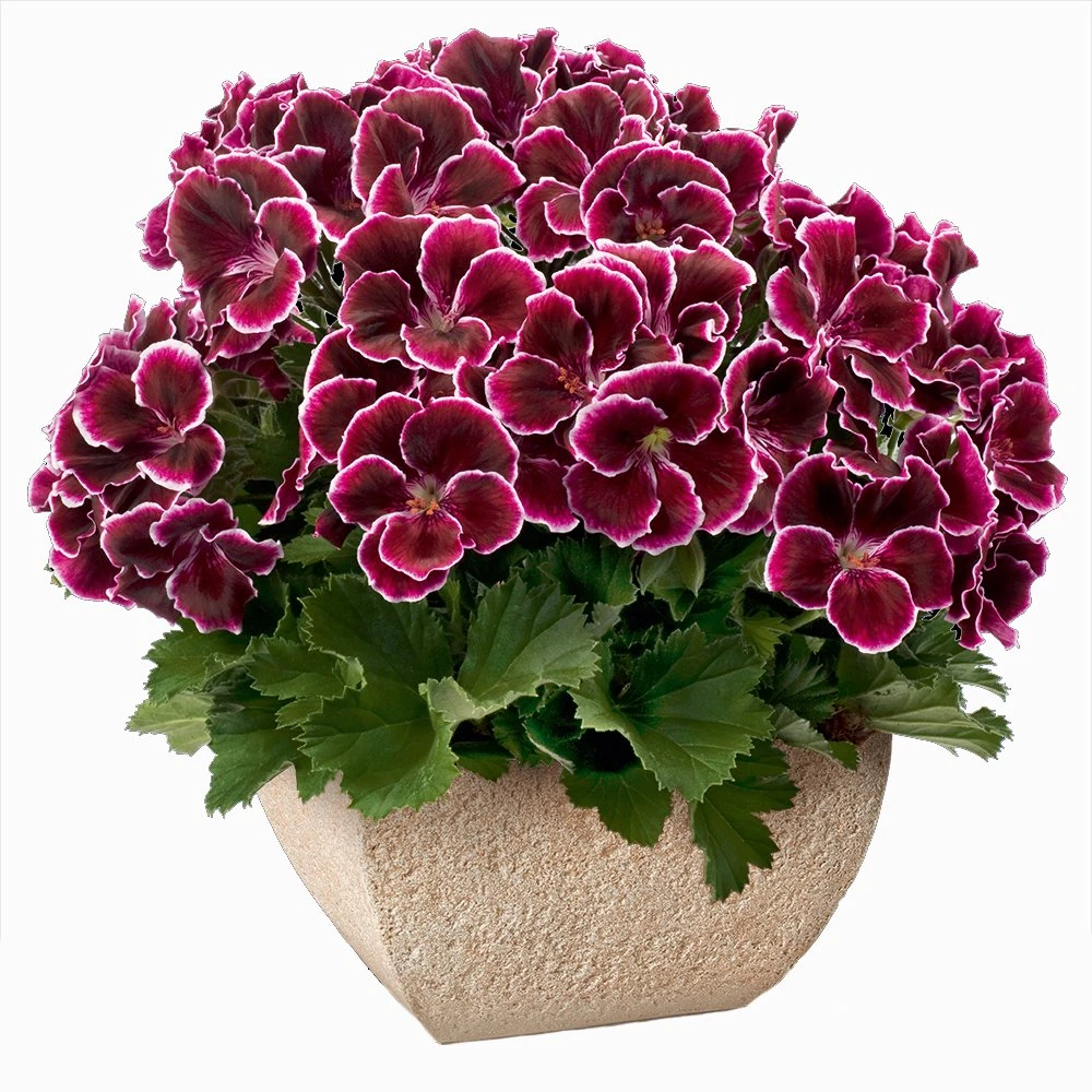 Aristo® Black Beauty Regal Geranium Plant