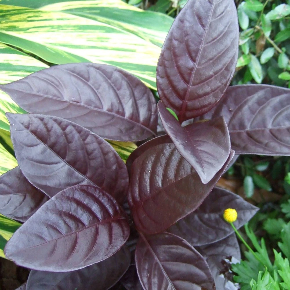 Black Varnish Pseuderanthemum