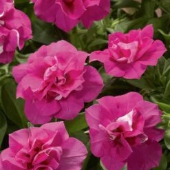 Blanket® Double Rose Petunia Plant